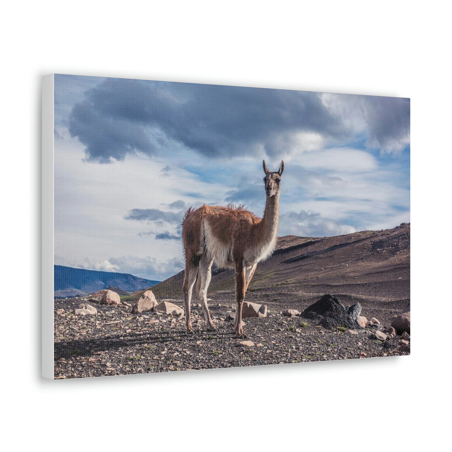 Guanaco 2, Torres Del Paine National Park (Chile)