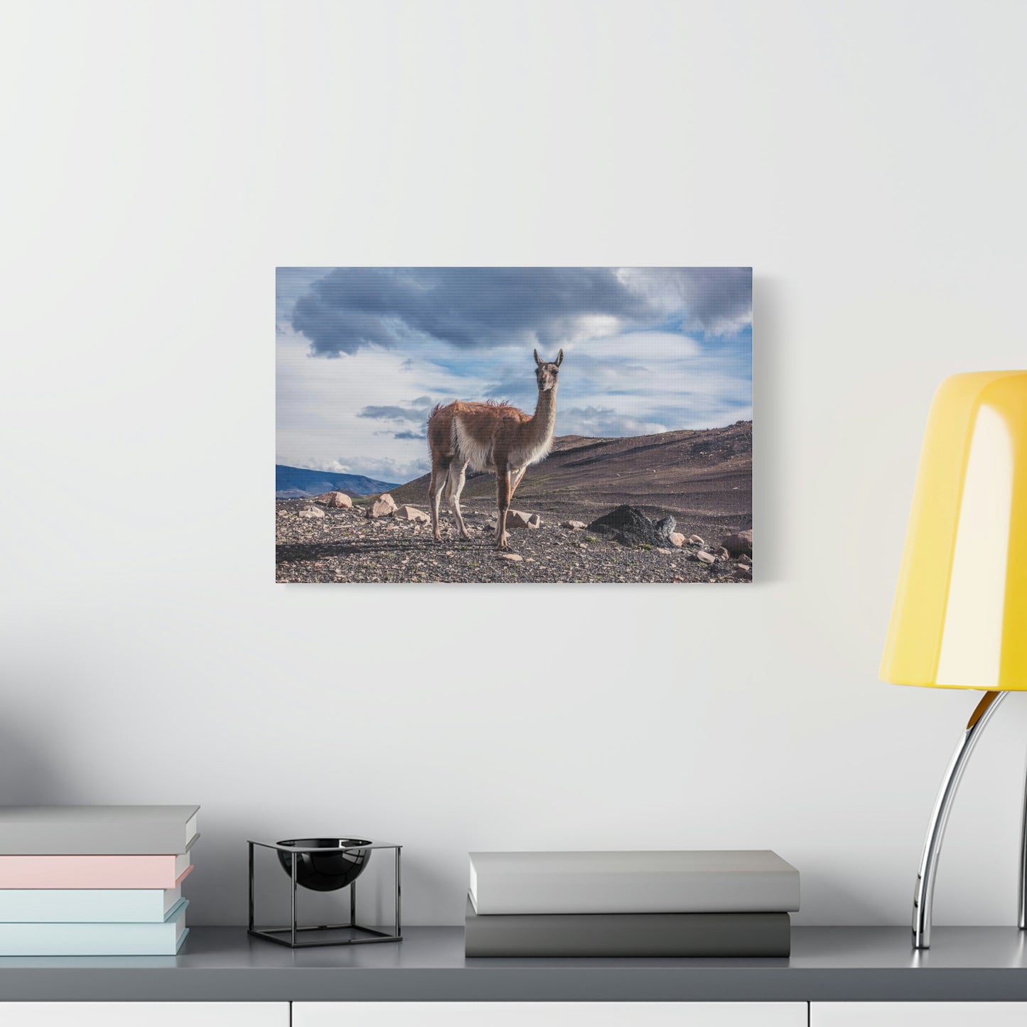 Guanaco 2, Torres Del Paine National Park (Chile)