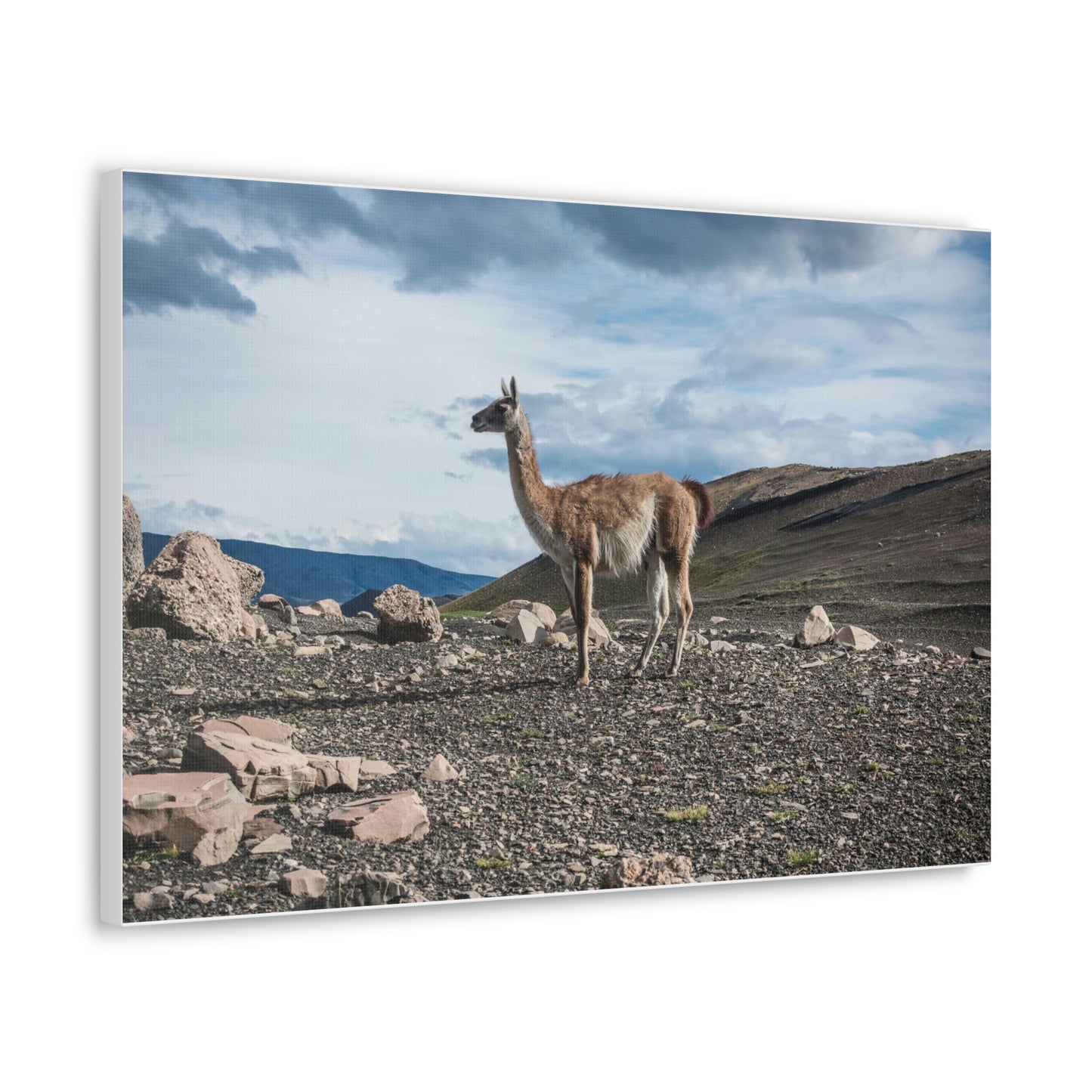 Guanaco, Torres Del Paine National Park (Chile)