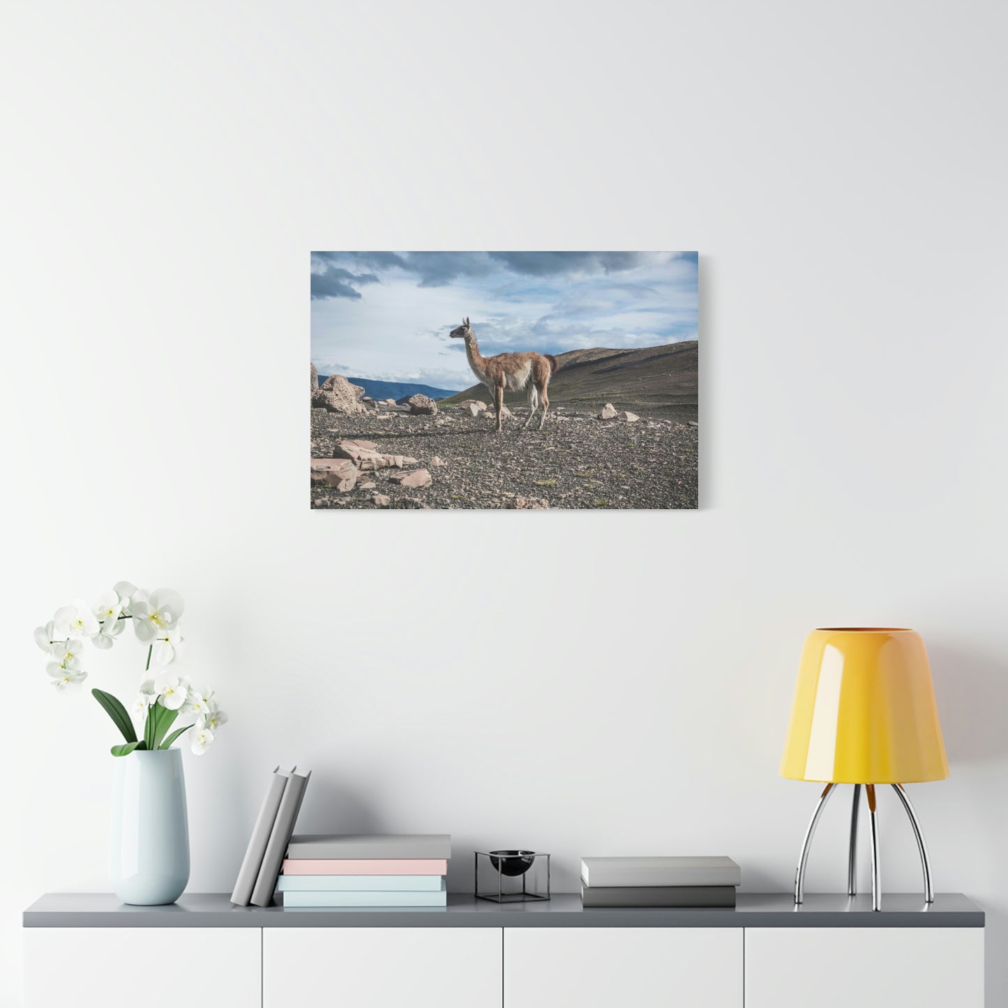 Guanaco, Torres Del Paine National Park (Chile)