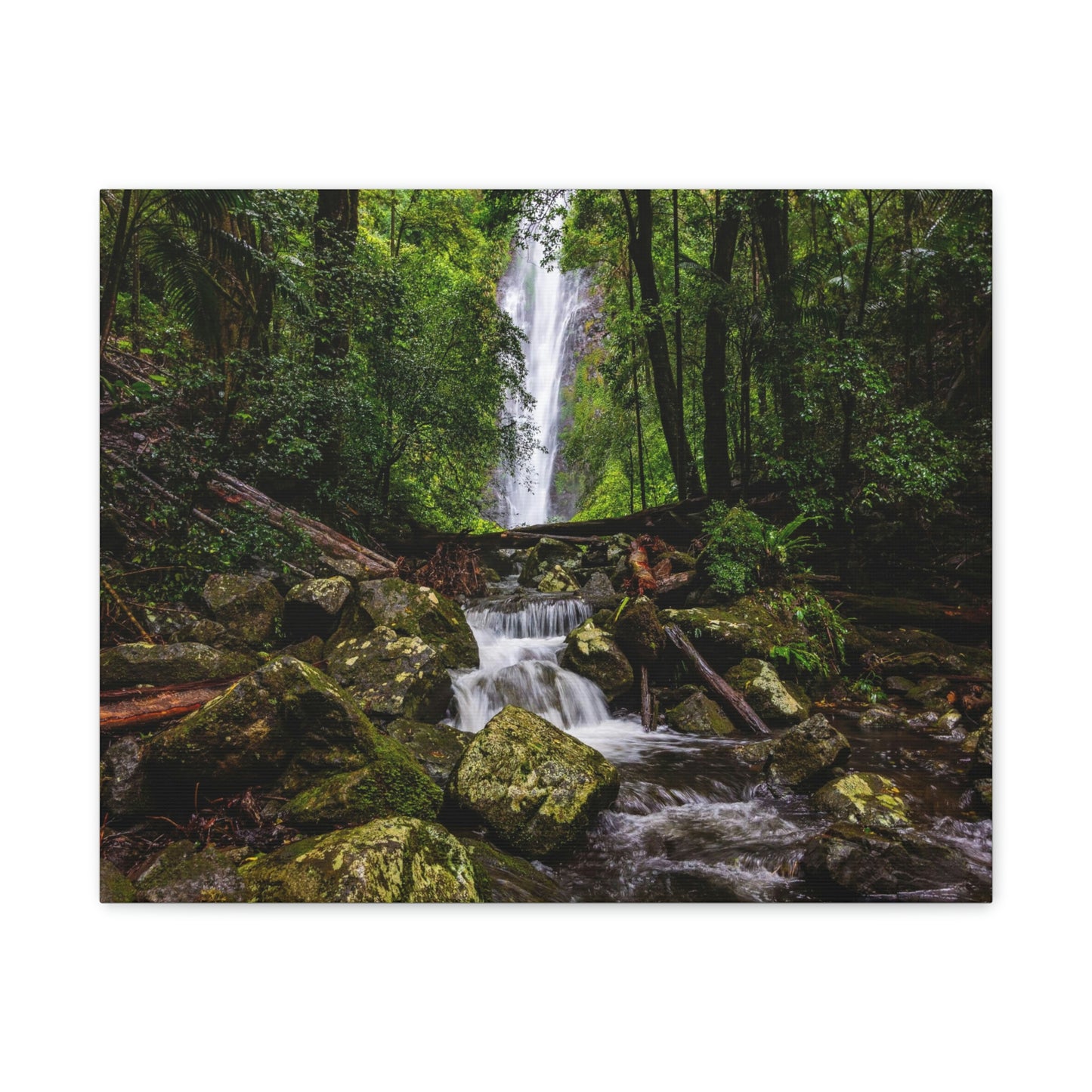 Larapinta Falls, Lamington National Park (Queensland)