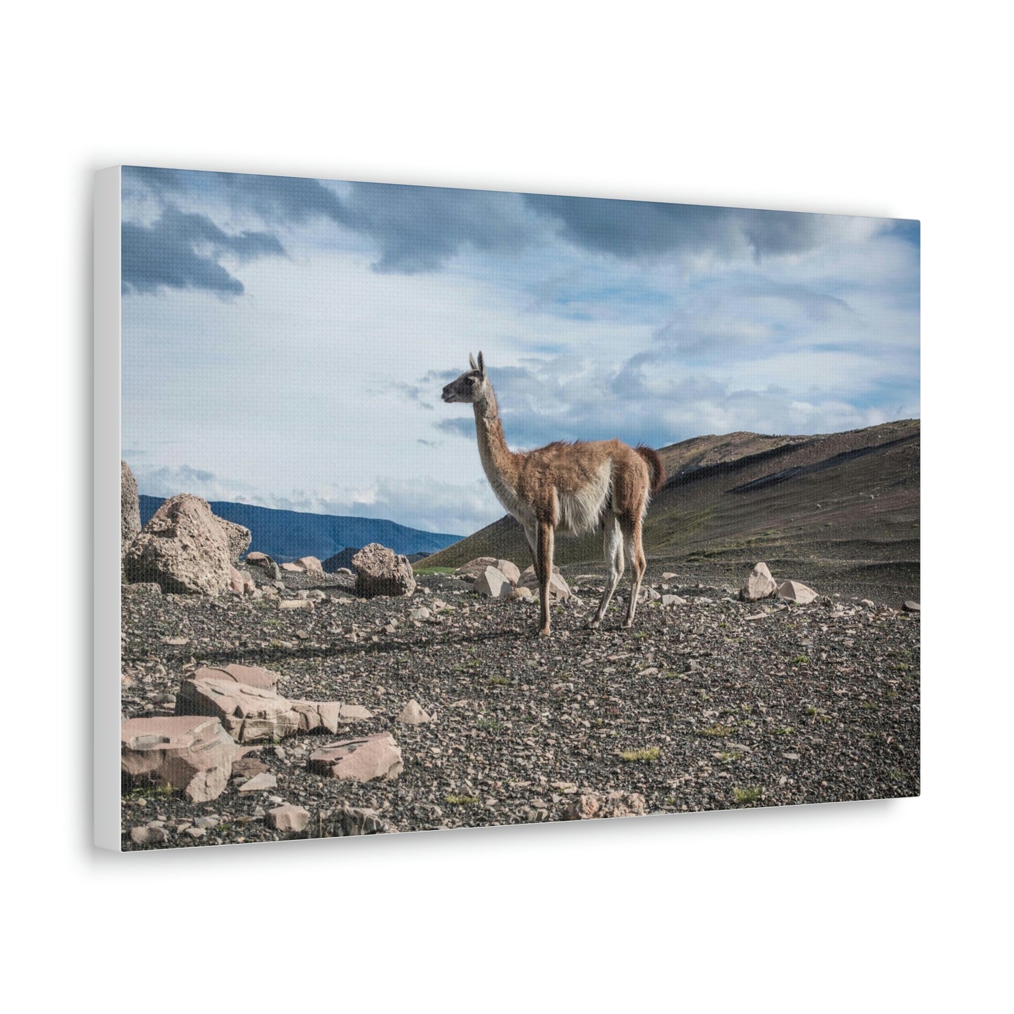 Guanaco, Torres Del Paine National Park (Chile)
