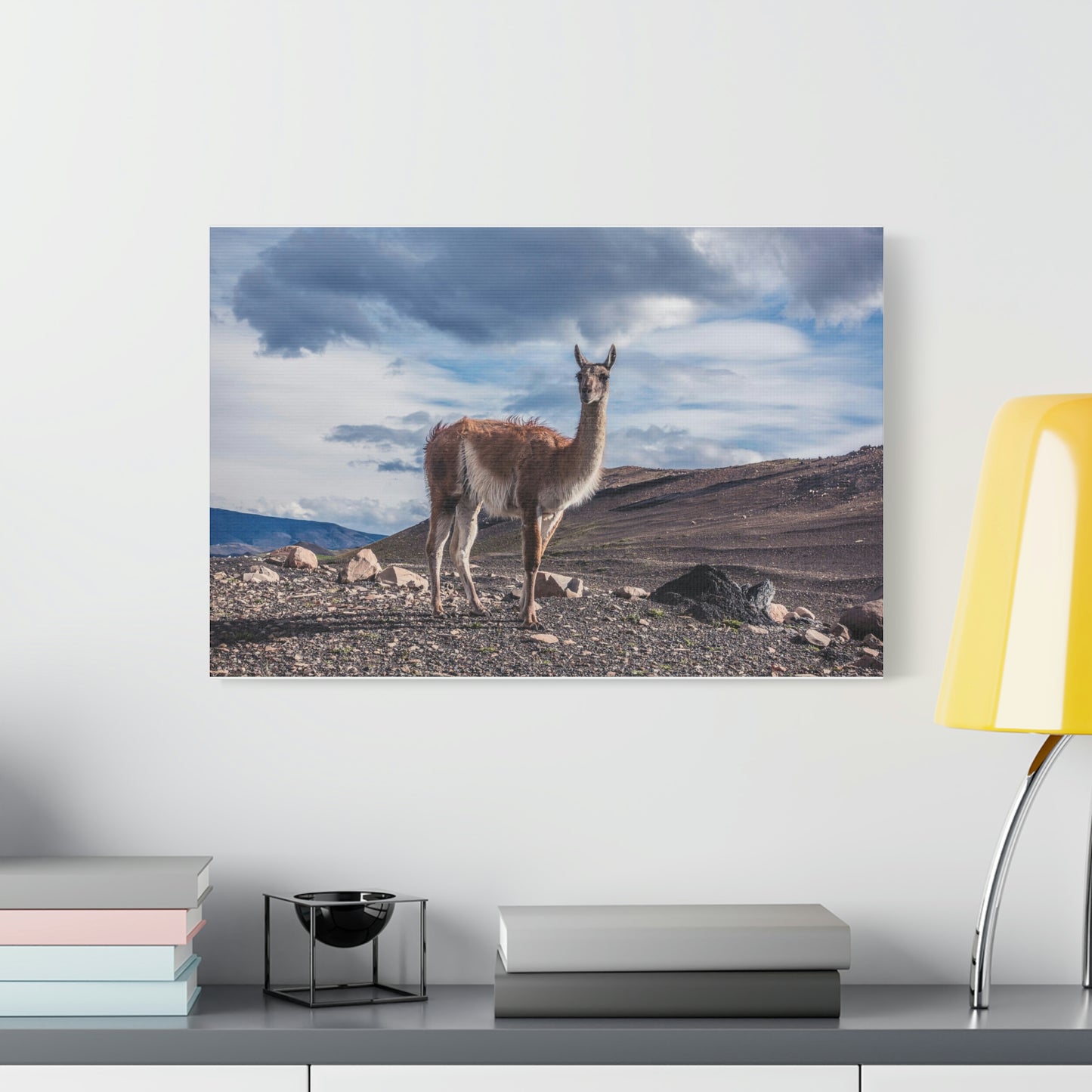 Guanaco 2, Torres Del Paine National Park (Chile)