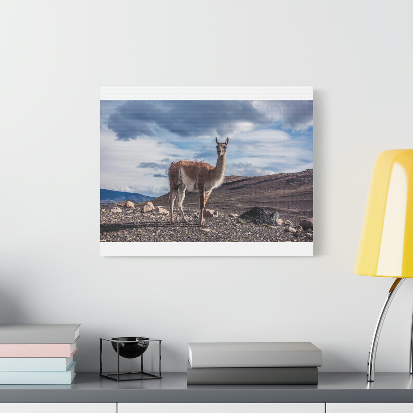 Guanaco 2, Torres Del Paine National Park (Chile)