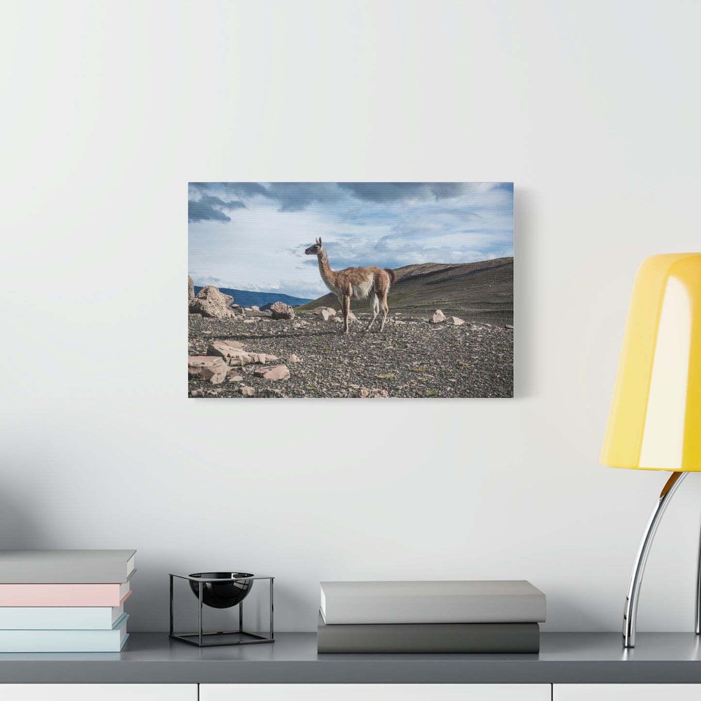 Guanaco, Torres Del Paine National Park (Chile)