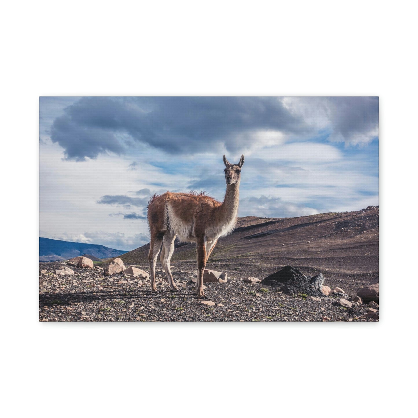 Guanaco 2, Torres Del Paine National Park (Chile)
