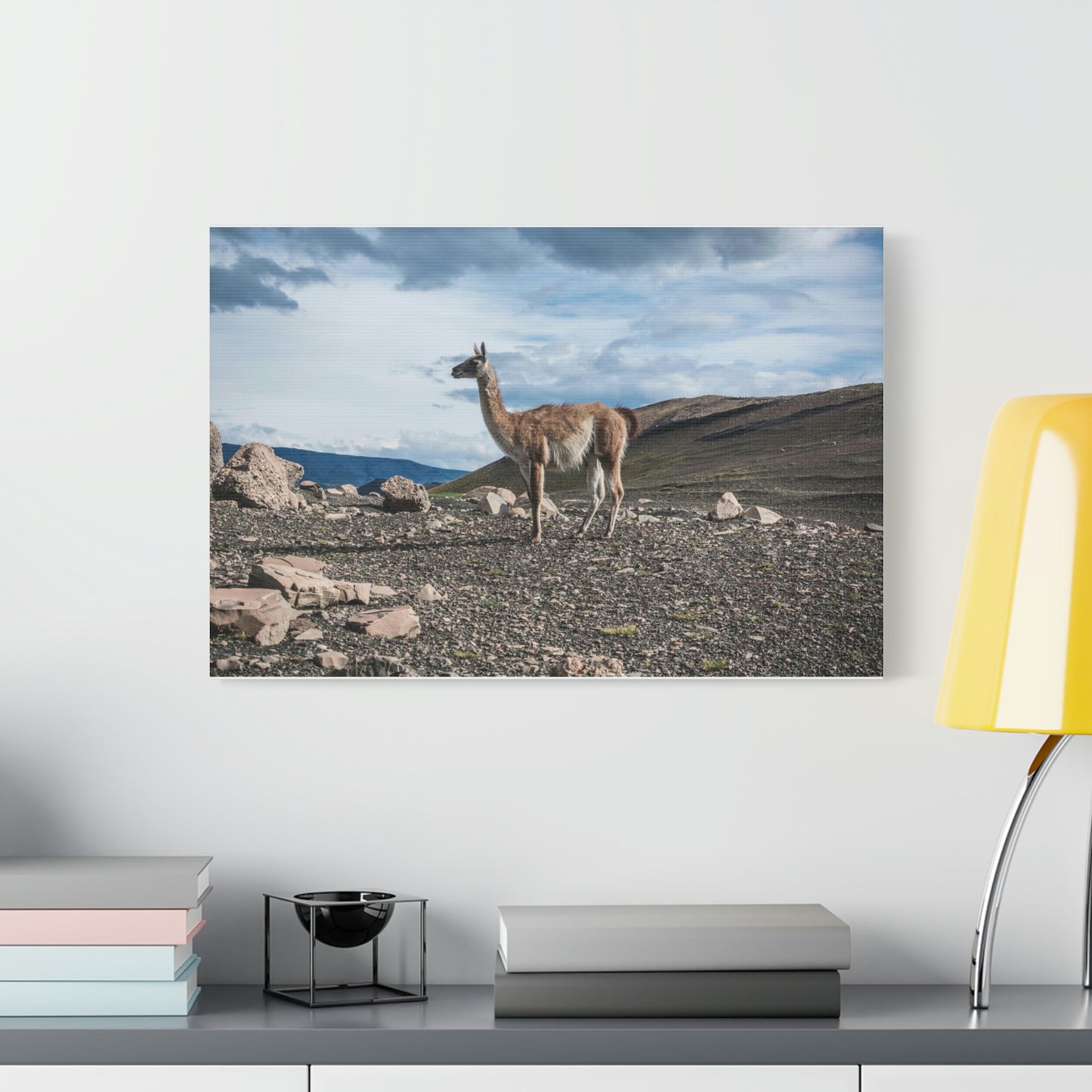 Guanaco, Torres Del Paine National Park (Chile)