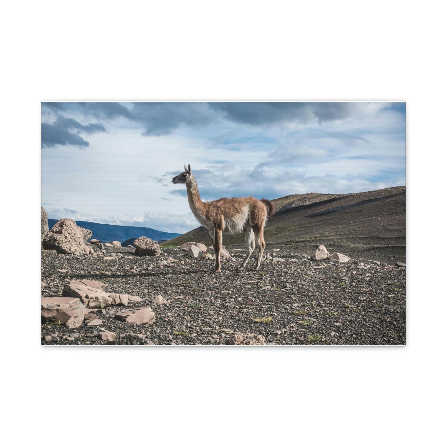 Guanaco, Torres Del Paine National Park (Chile)