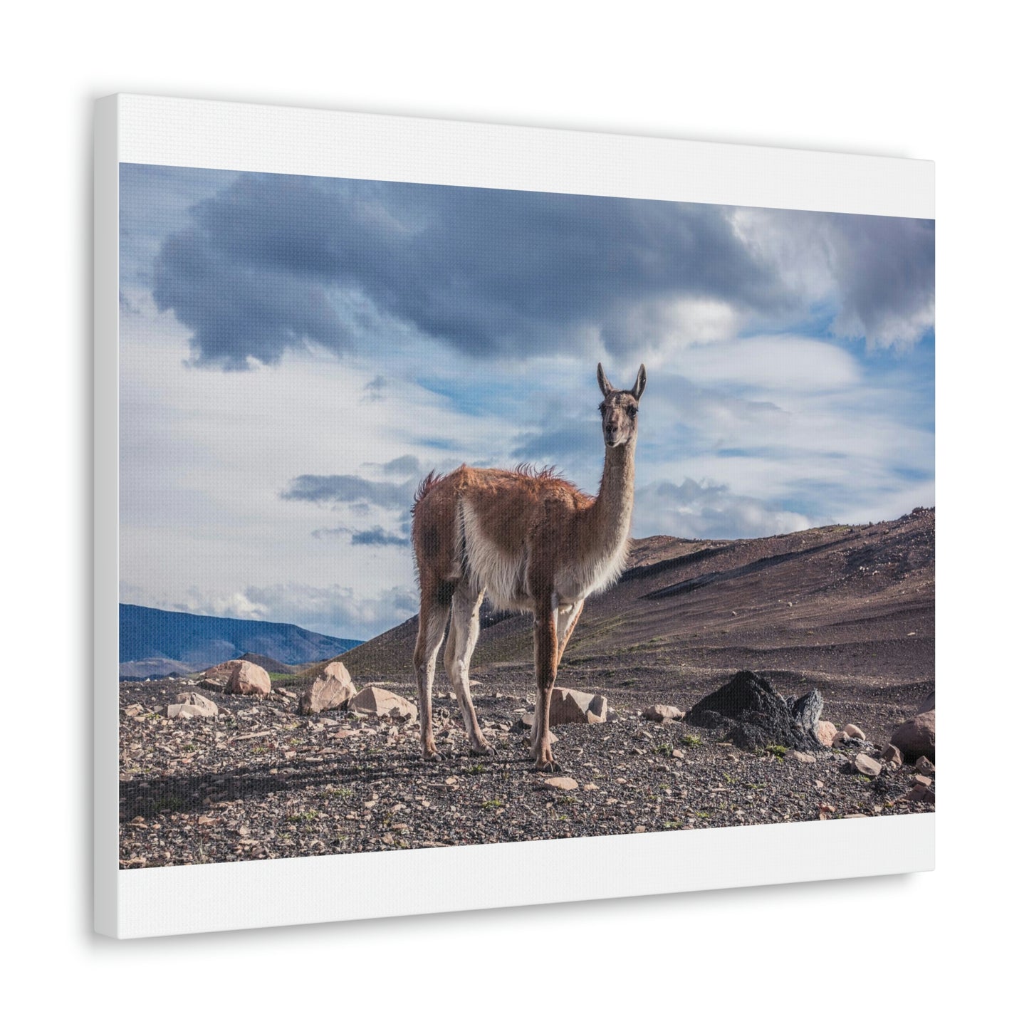 Guanaco 2, Torres Del Paine National Park (Chile)