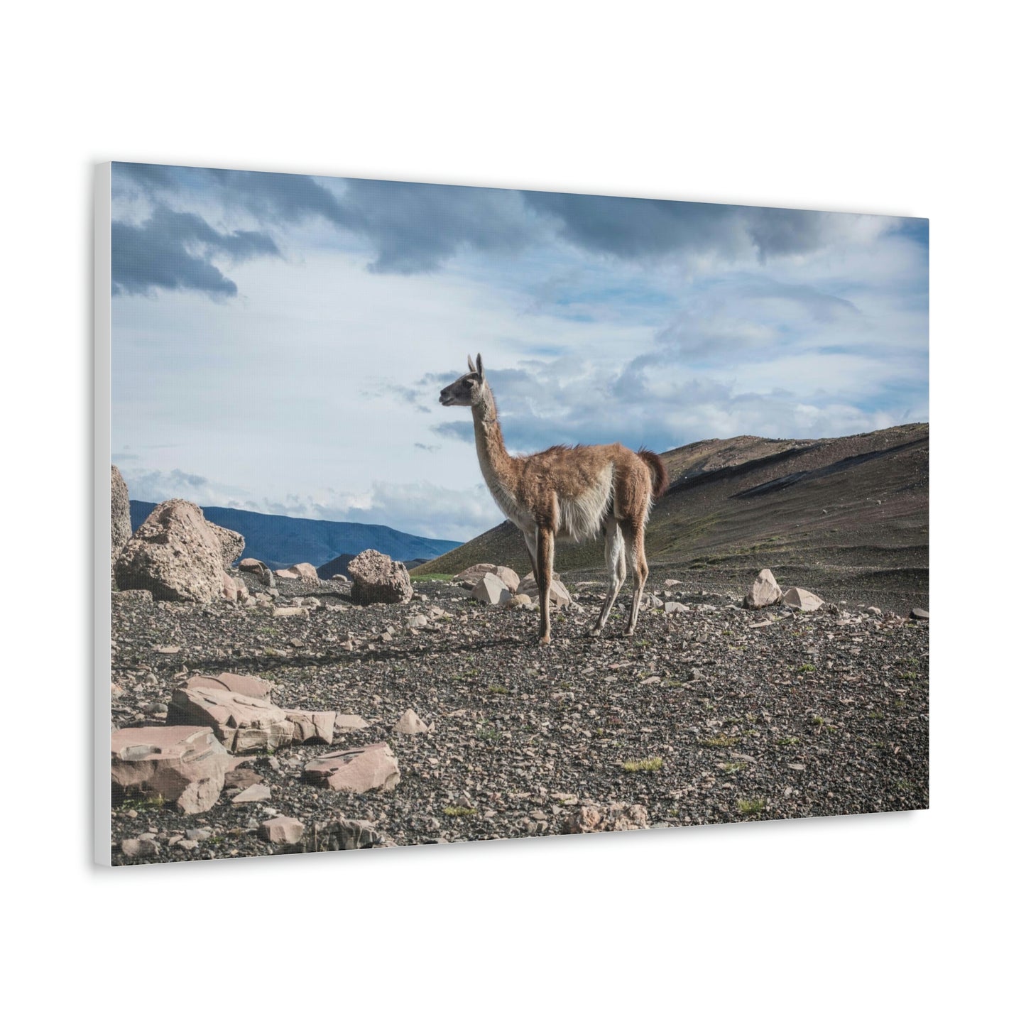 Guanaco, Torres Del Paine National Park (Chile)