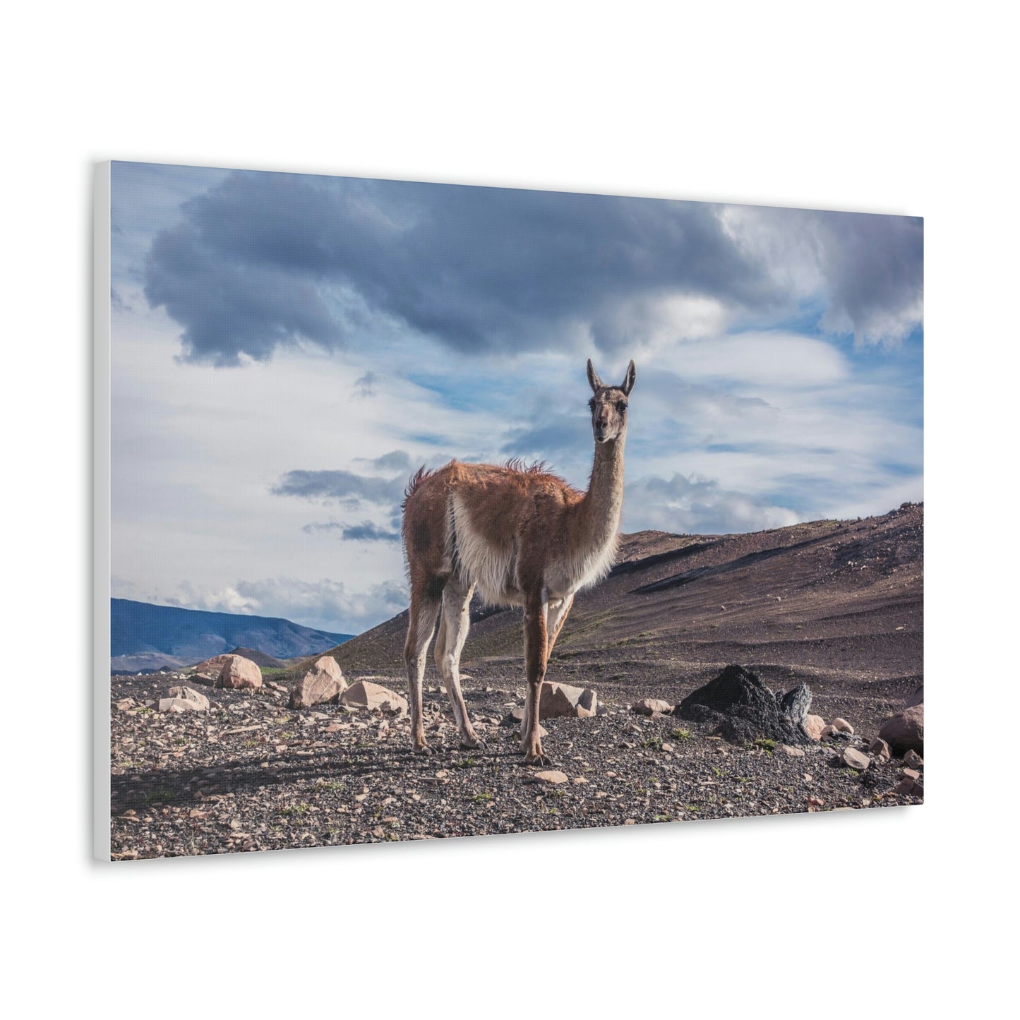 Guanaco 2, Torres Del Paine National Park (Chile)